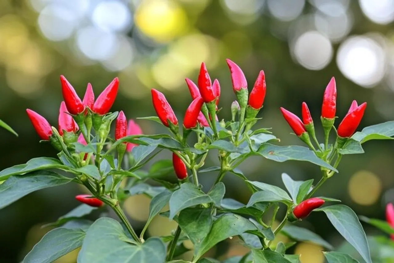 How To Grow And Take Care Kantharimulak At Home 