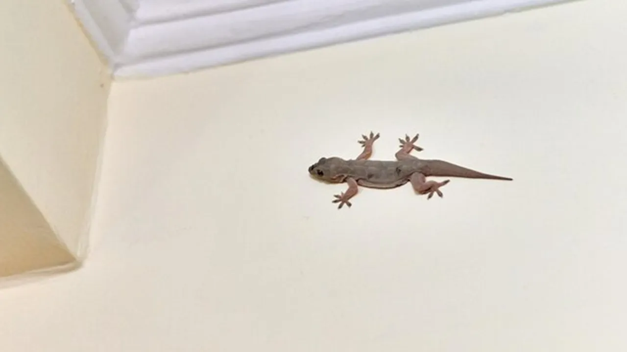 Effective Ways To Get Rid Of Lizards