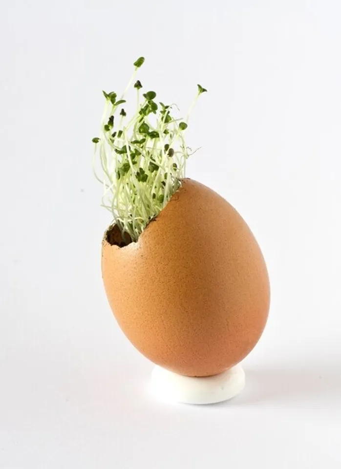 Tips To  Reuse Eggshell In Kitchen