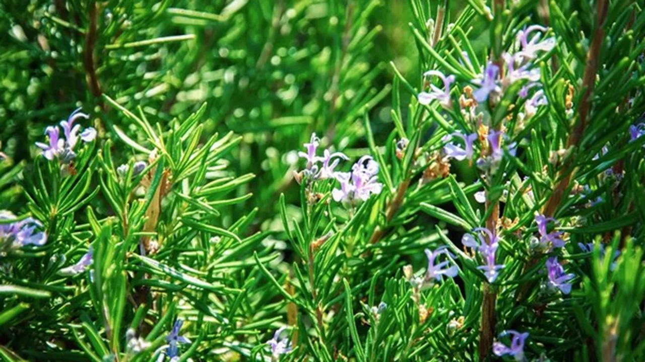 How To Grow Rosemary At Home
