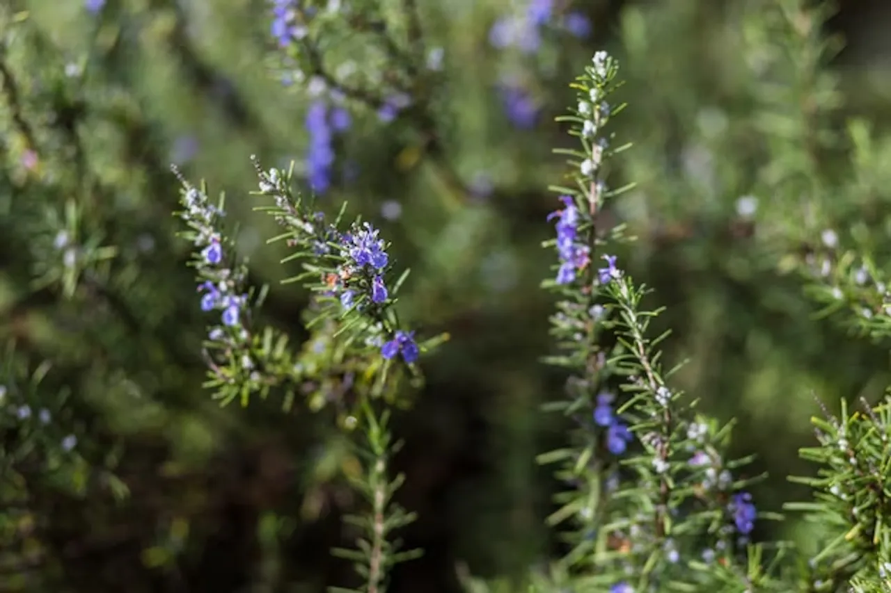 How To Grow Rosemary At Home
