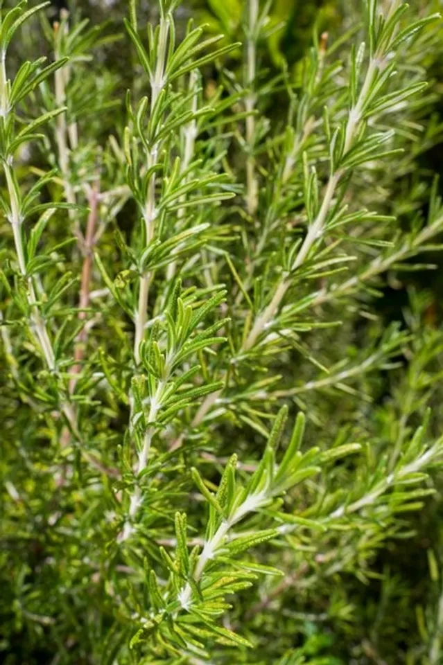 How To Grow Rosemary At Home