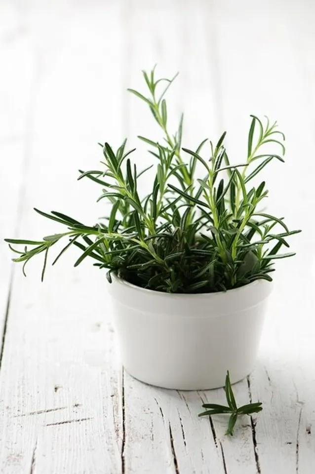How To Grow Rosemary At Home