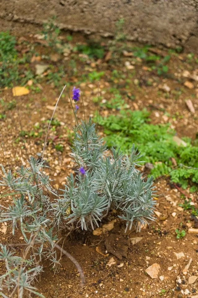 How To Grow Rosemary At Home