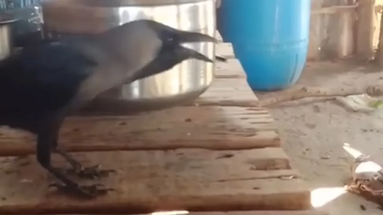 Crow Mimicking Human Speech