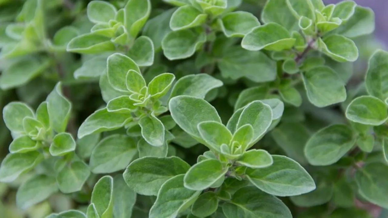 How To Grow Oregano At Home