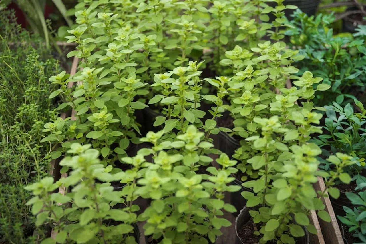 How To Grow Oregano At Home