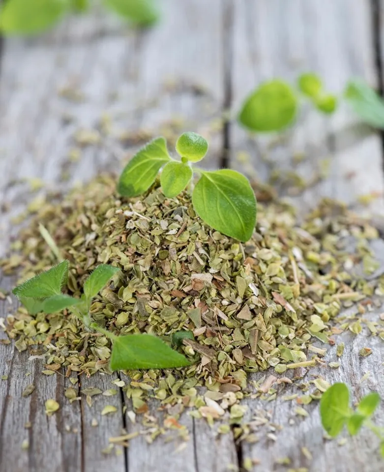 How To Grow Oregano At Home