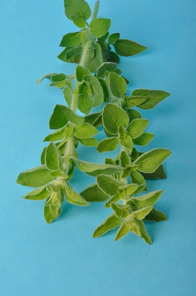 How To Grow Oregano At Home