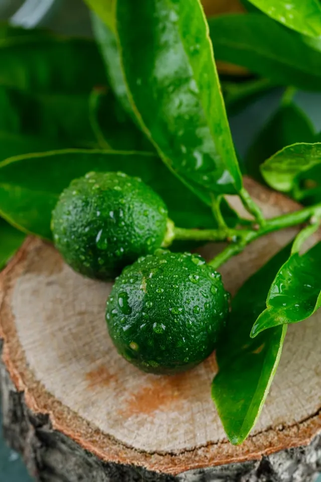 How To Grow lemon At Home