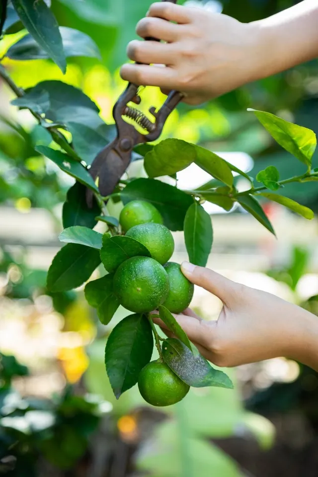 How To Grow lemon At Home