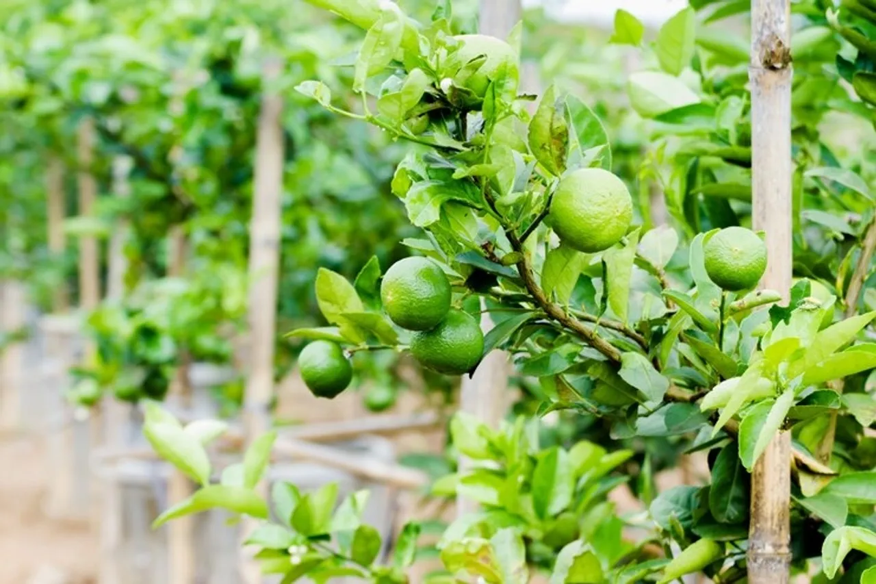 How To Grow lemon At Home