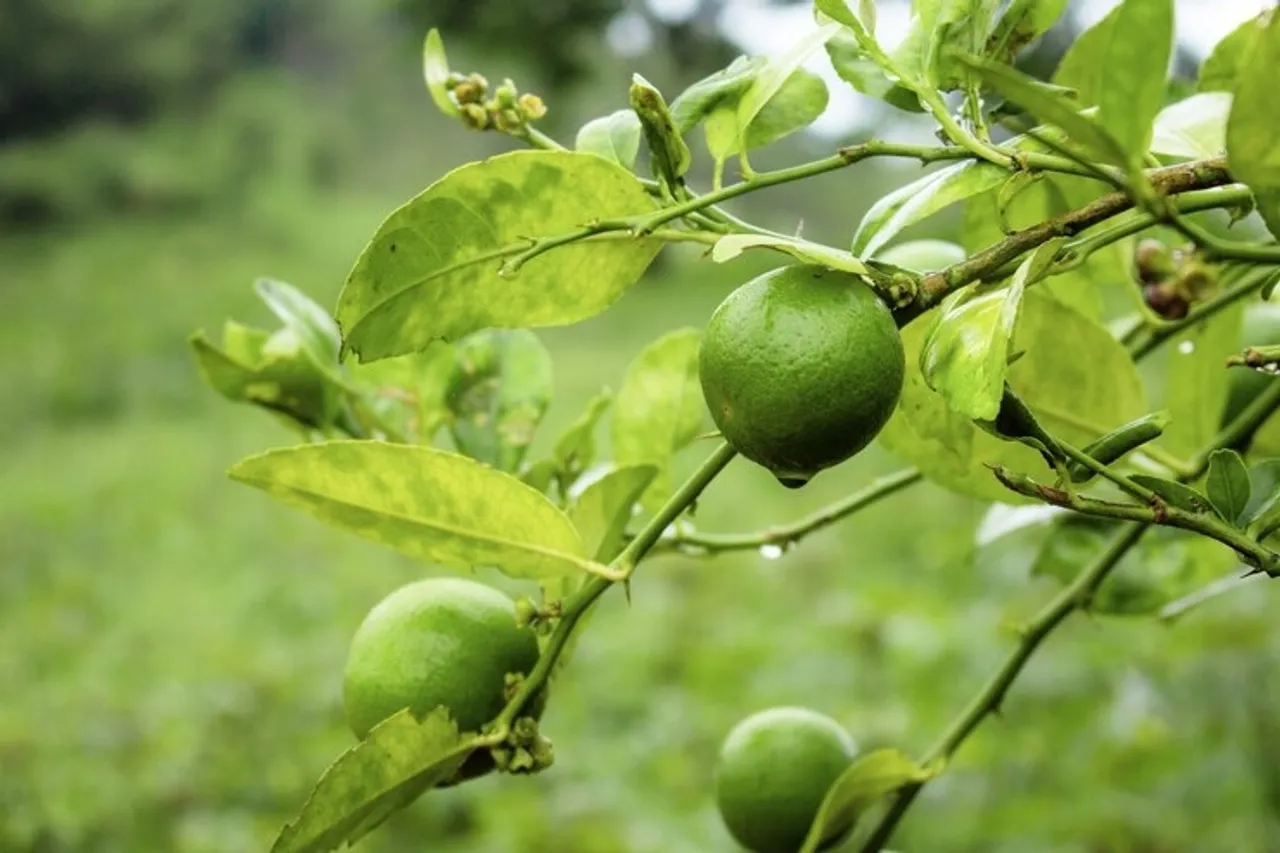 How To Grow lemon At Home