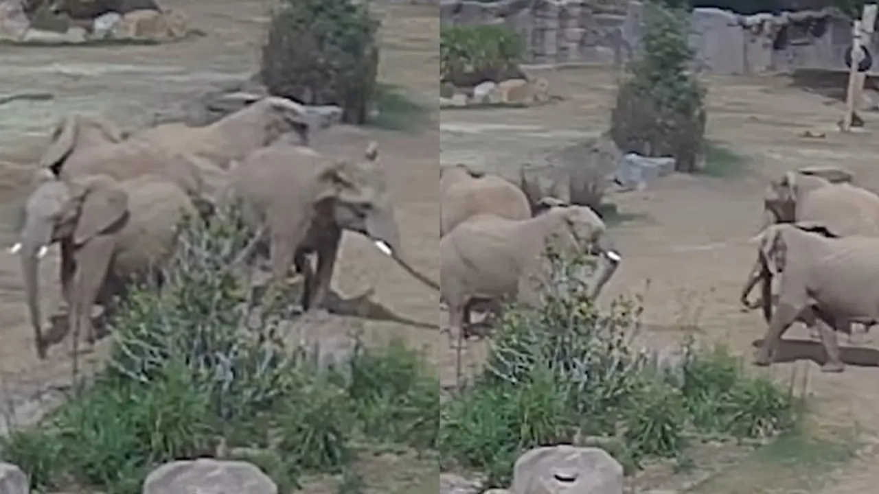 Elephants at San Diego Safari Park shield calves