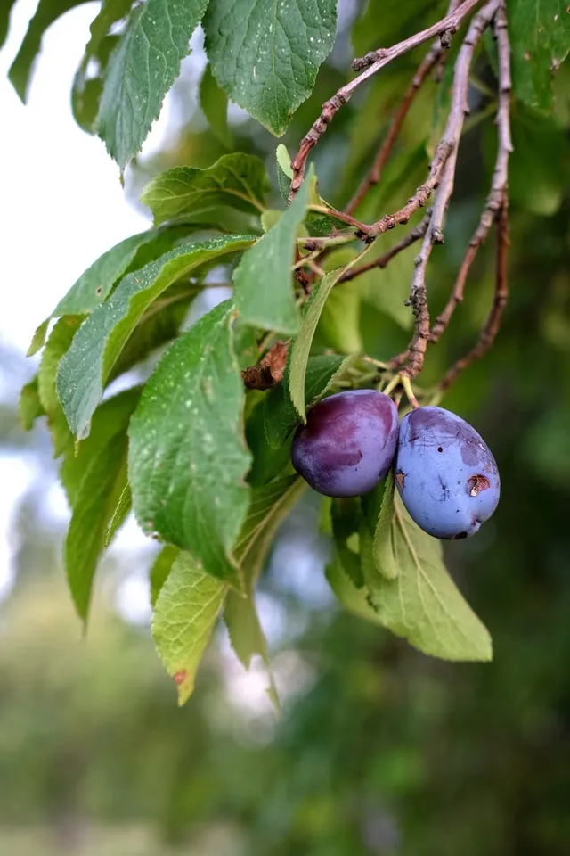 How To Grow Jamun Plant At Home
