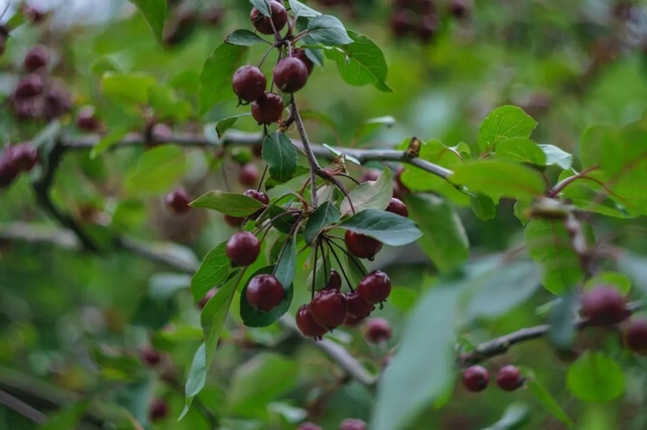How To Grow Jamun Plant At Home