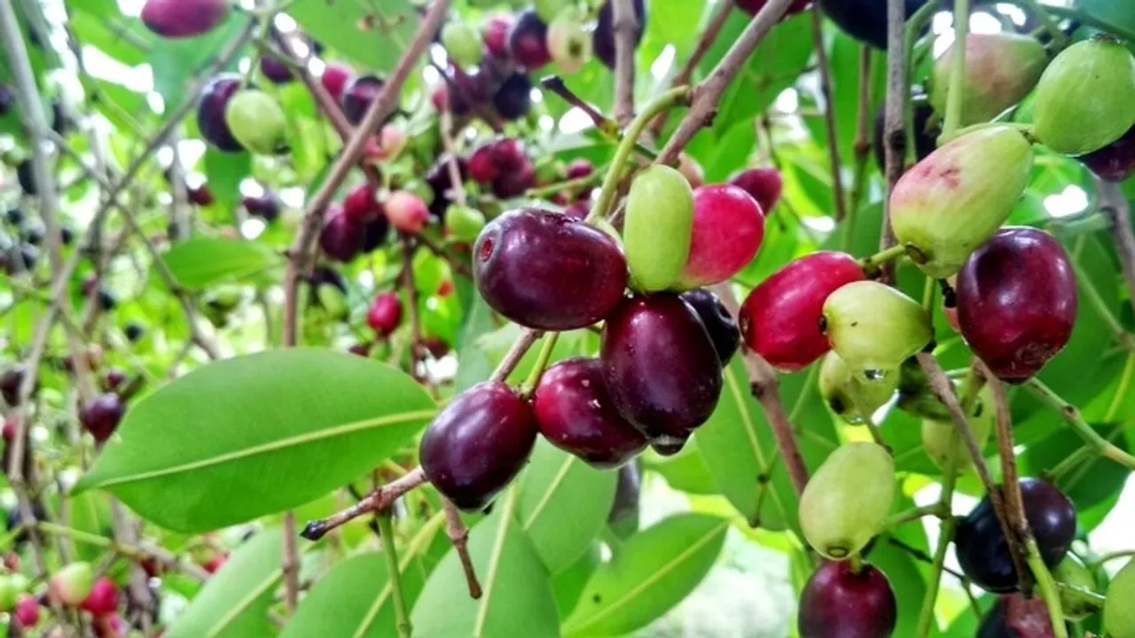 How To Grow Jamun Plant At Home
