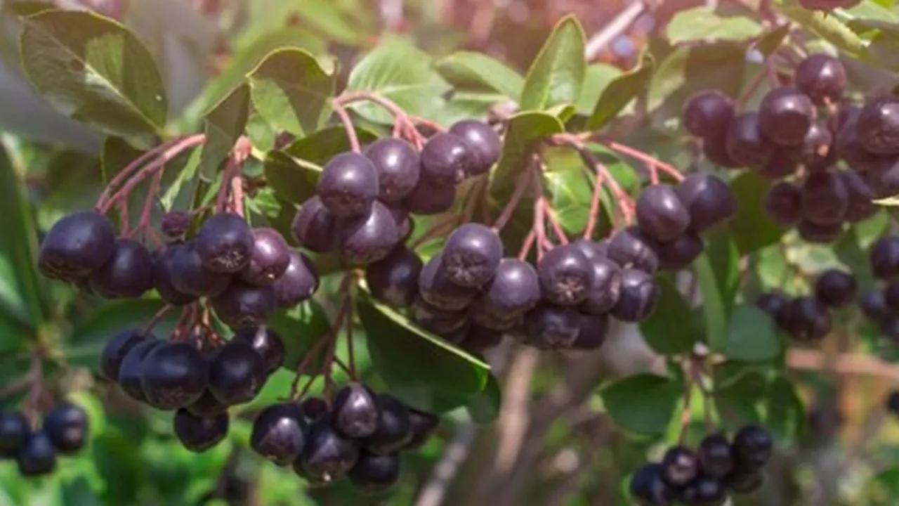 How To Grow Jamun Plant At Home