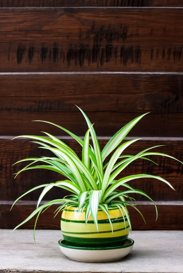 Growing Indoor Spider Plant  