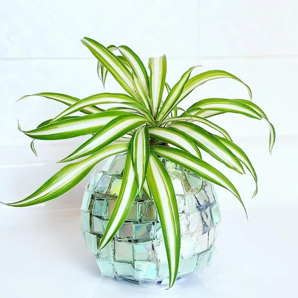 Growing Indoor Spider Plant  