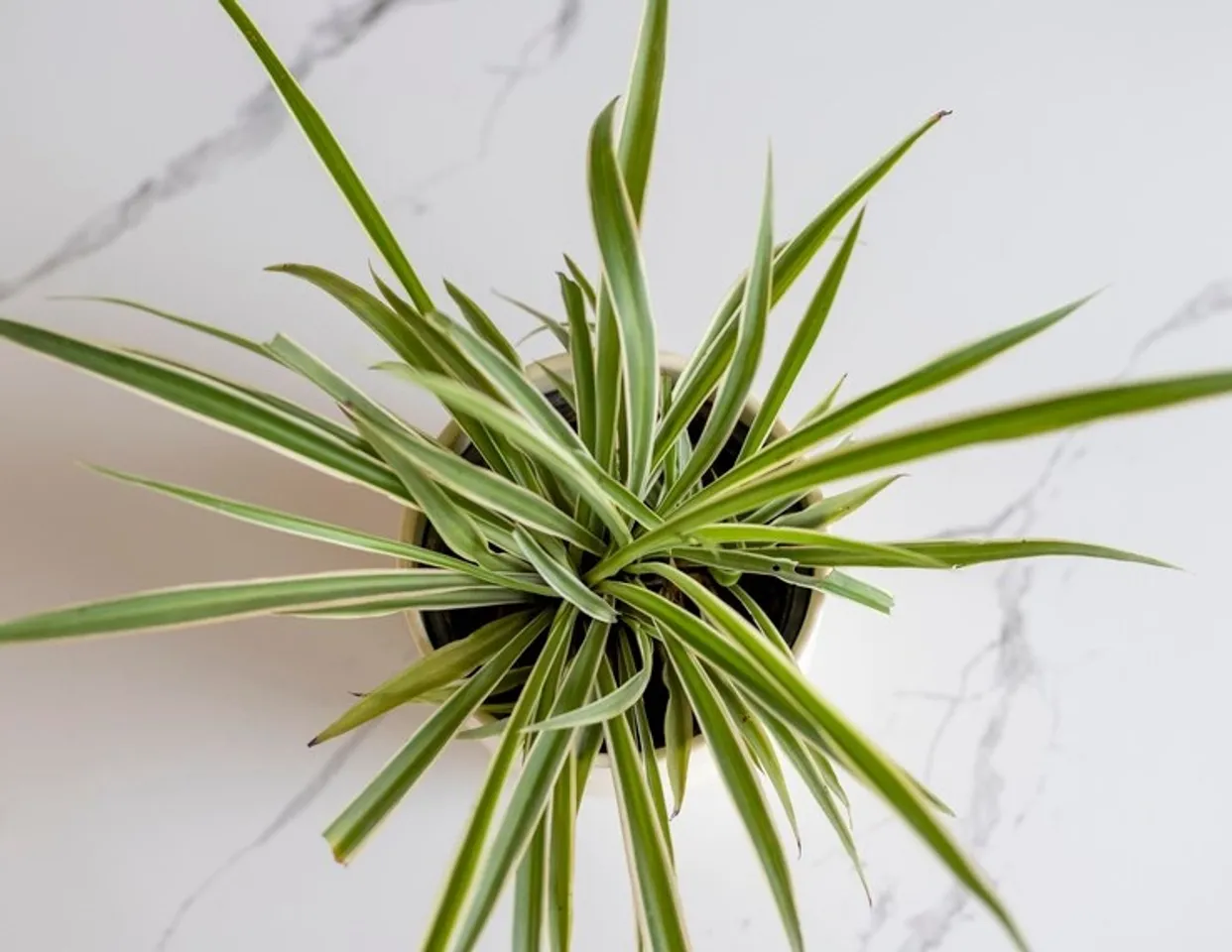 Growing Indoor Spider Plant  
