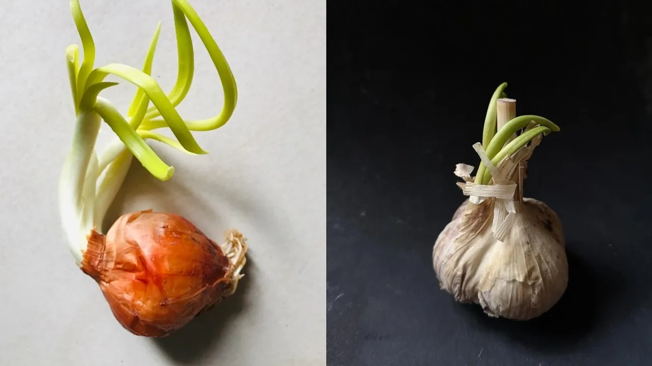 How To Grow Onion And Garlic At Home