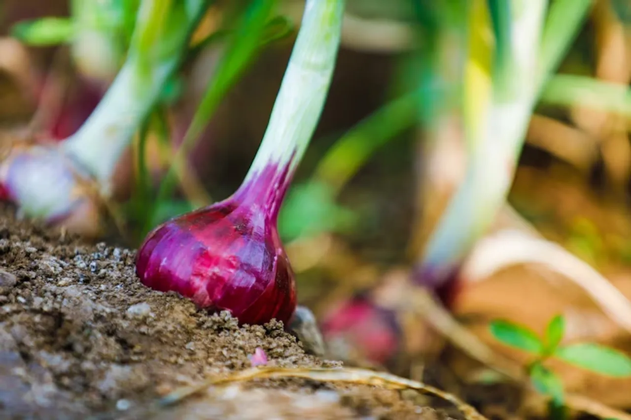 How To Grow Onion And Garlic At Home