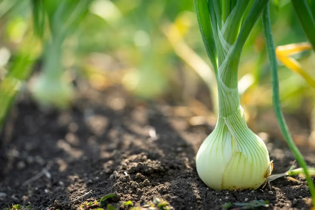 How To Grow Onion And Garlic At Home