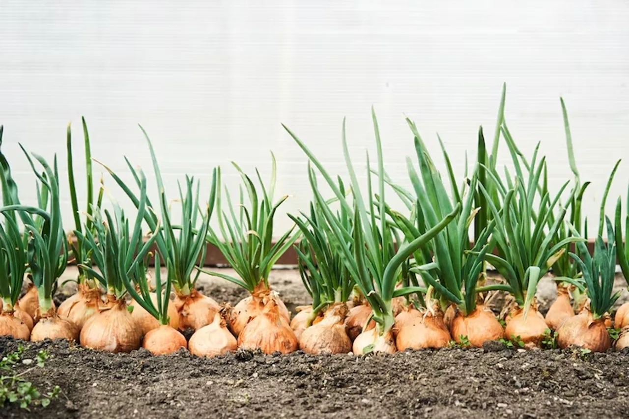 How To Grow Onion And Garlic At Home