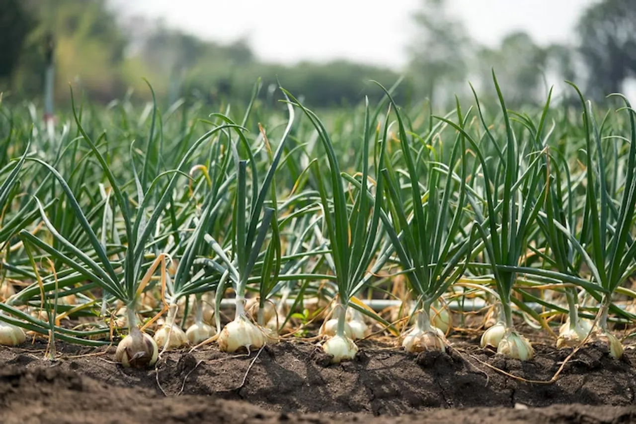 How To Grow Onion And Garlic At Home