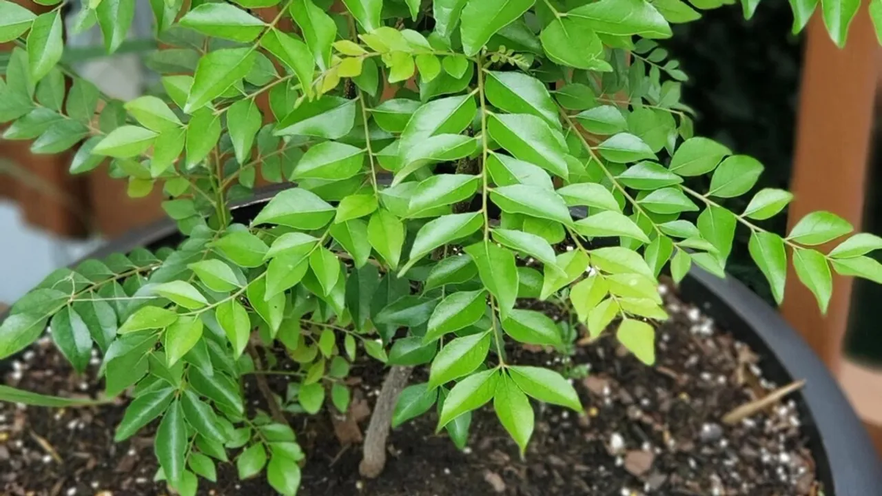 Tips To Grow Healthy Curry Leaves Plant 