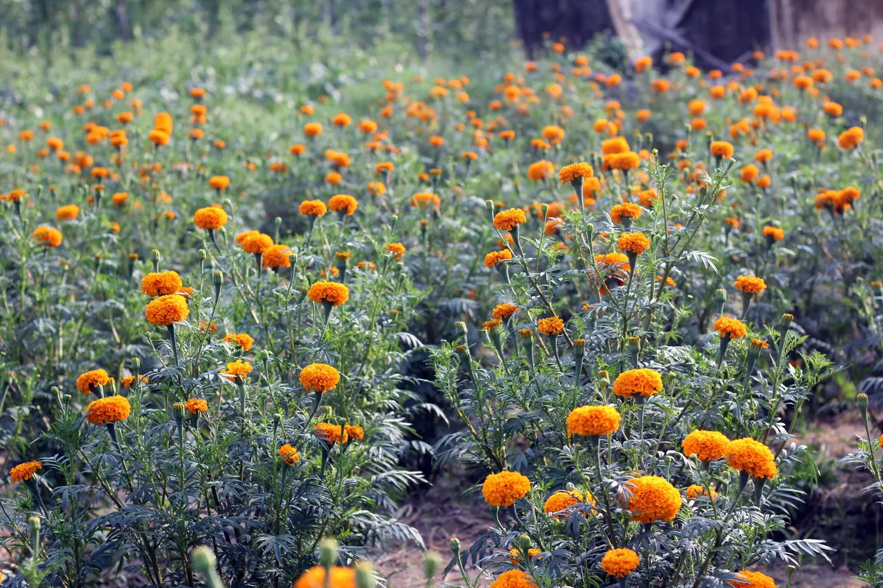 kandanad sunflower field 