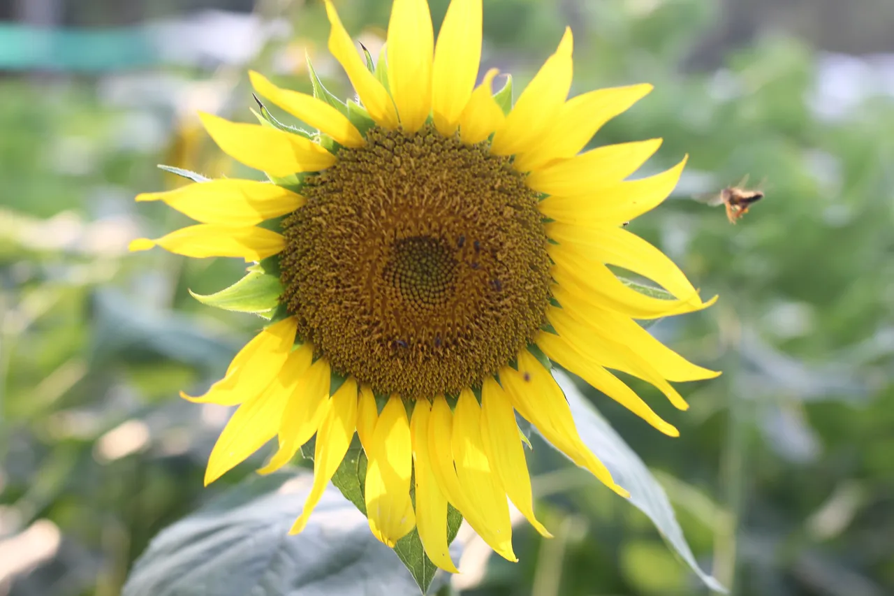 kandanad sunflower field 