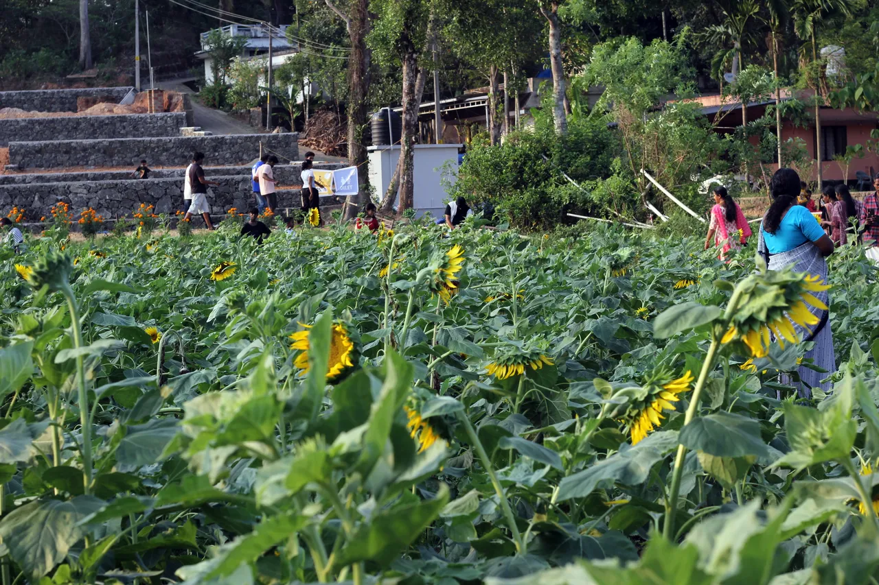 kandanad sunflower field 