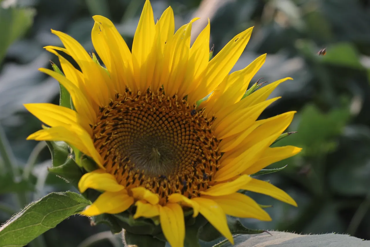 kandanad sunflower field 