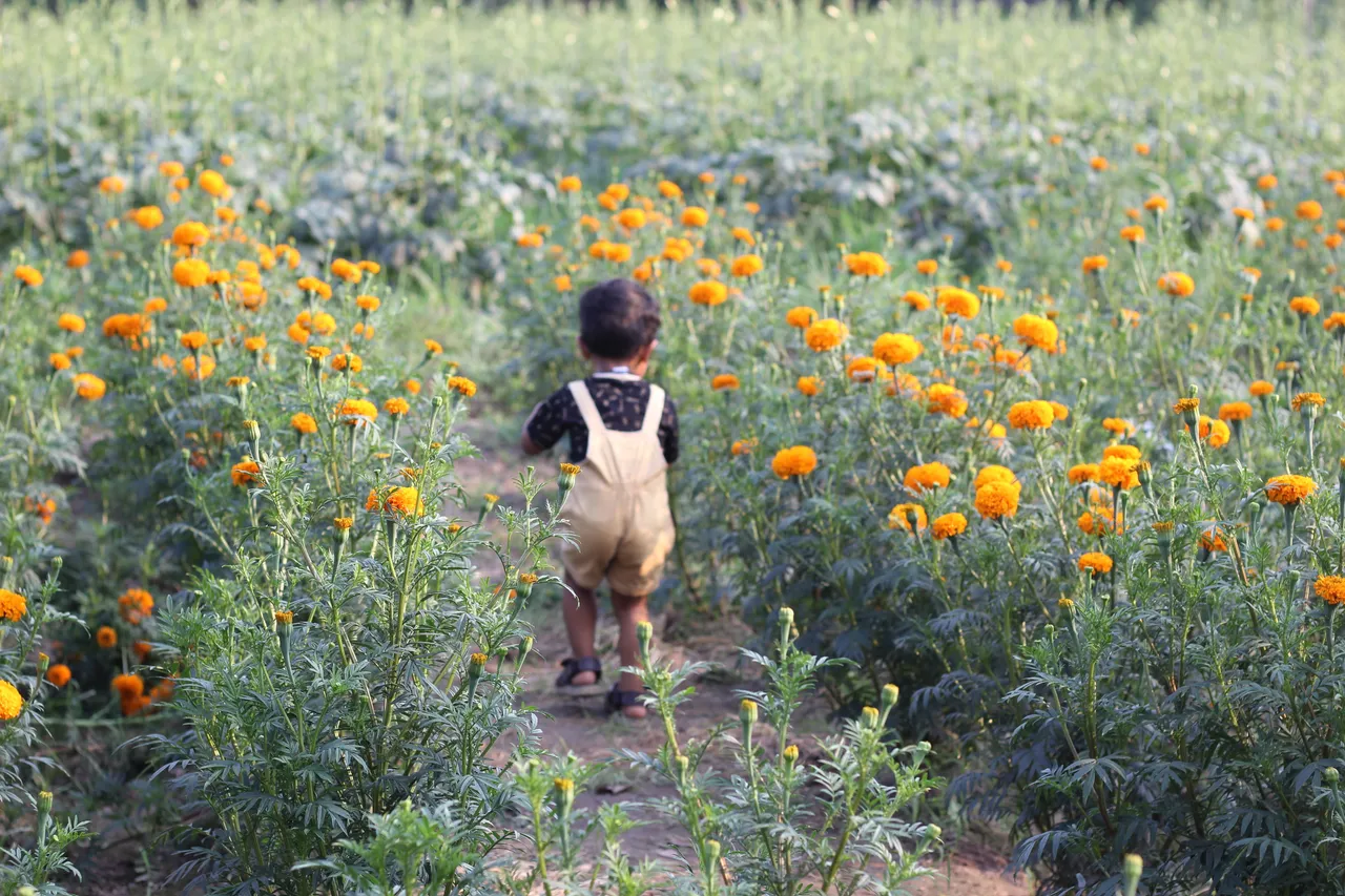 kandanad sunflower field 