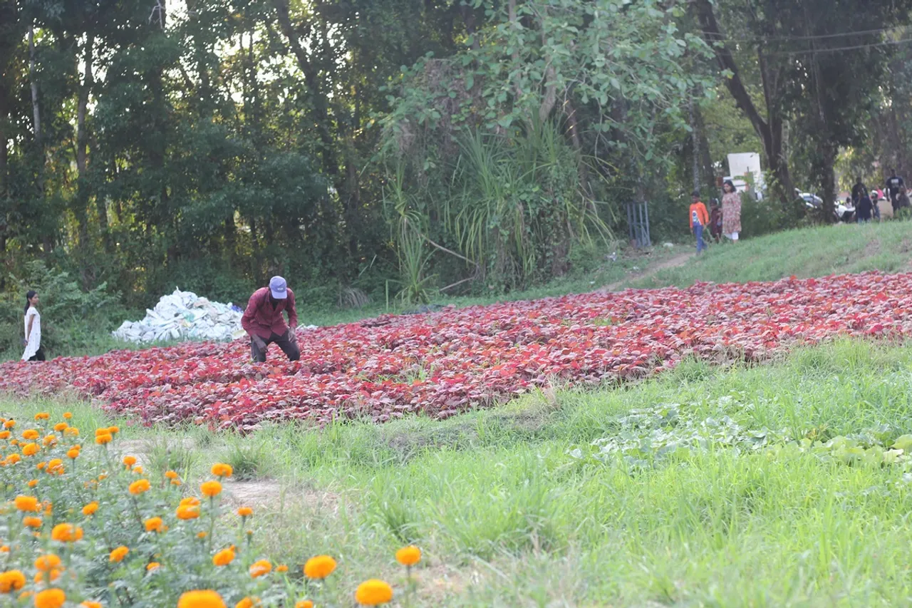 kandanad sunflower field 