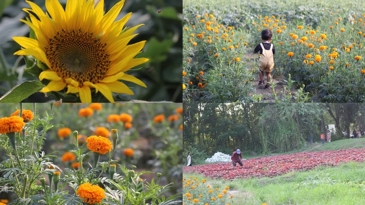 kandanad sunflower field 