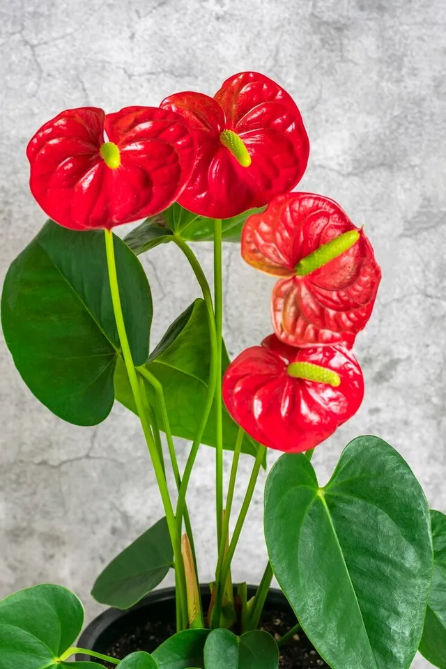 Anthurium At Home Garden