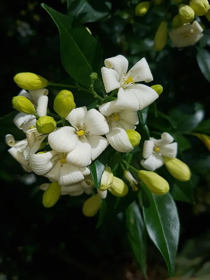 Orange Jasmine At Home Garden