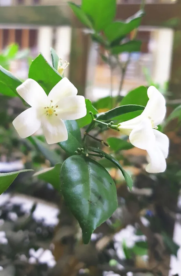 Orange Jasmine At Home Garden