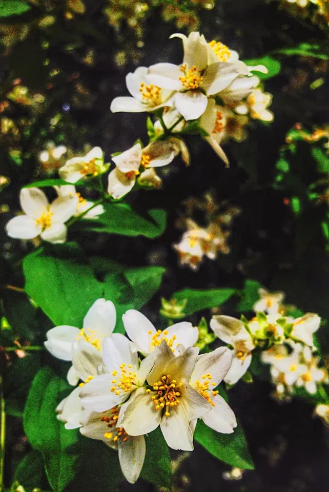 Orange Jasmine At Home Garden