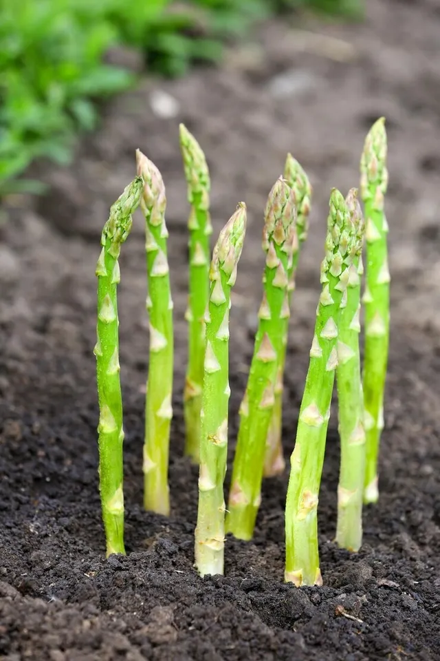 Grow Asparagus Plant