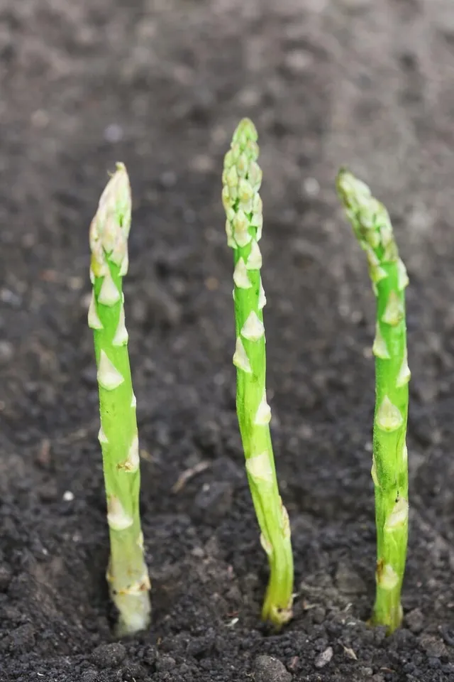 Grow Asparagus Plant