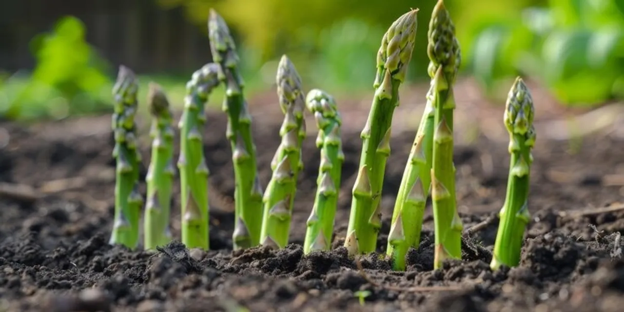 Grow Asparagus Plant