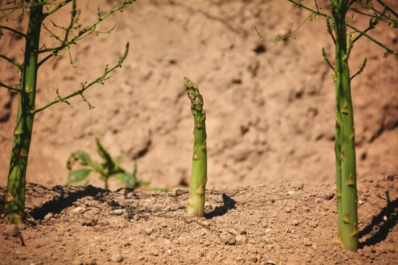 Grow Asparagus Plant