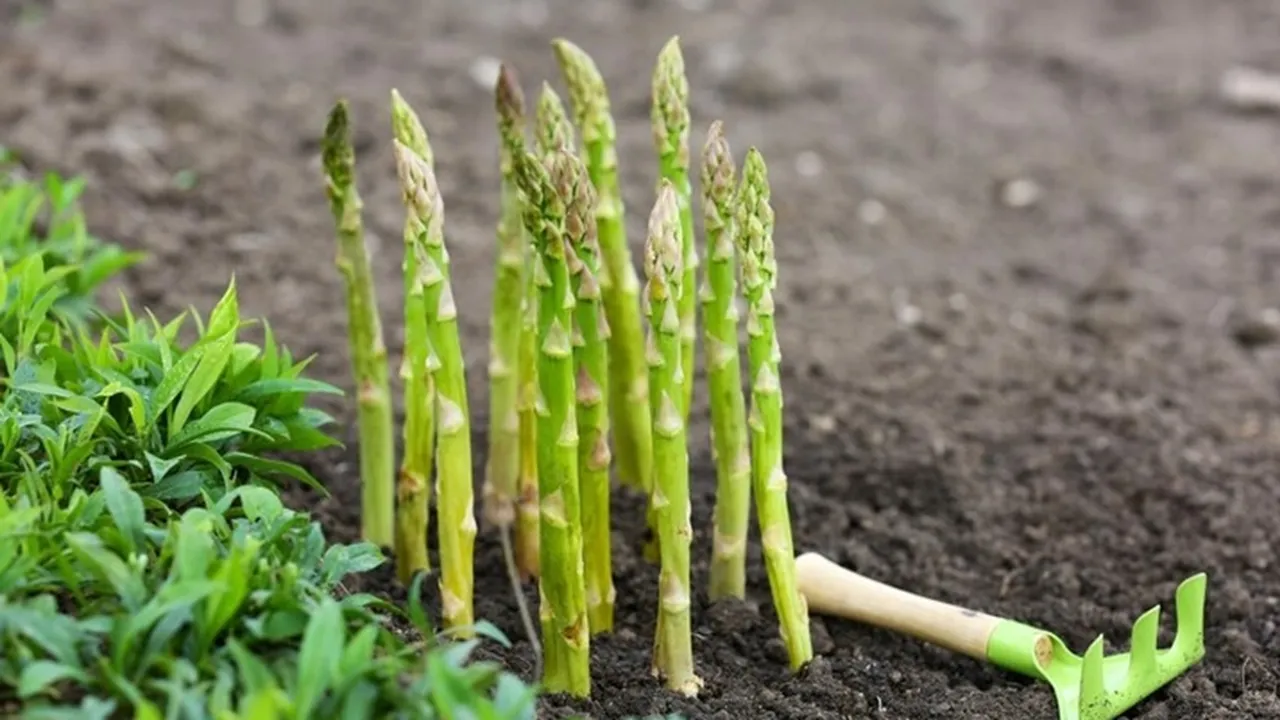 Grow Asparagus Plant