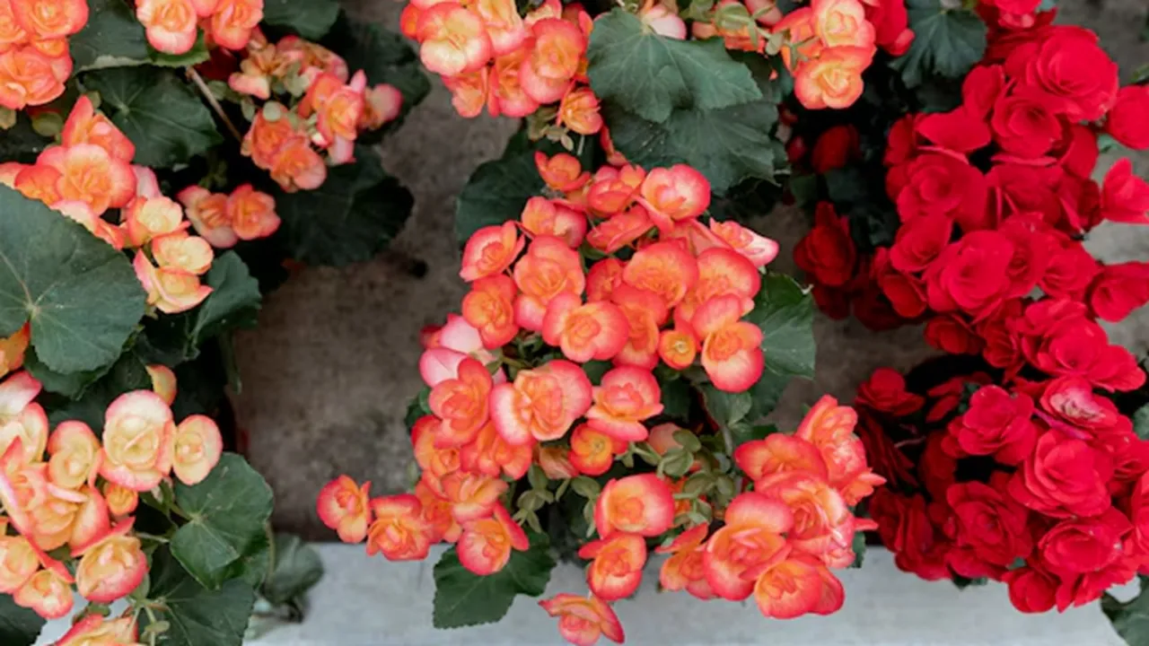 Begonias Indoor Plant 