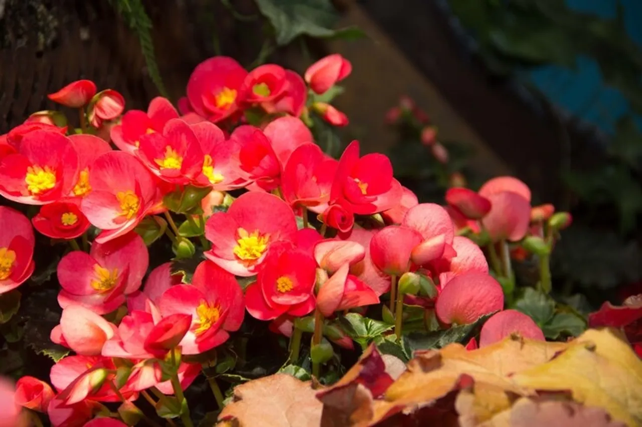 Begonias Indoor Plant 