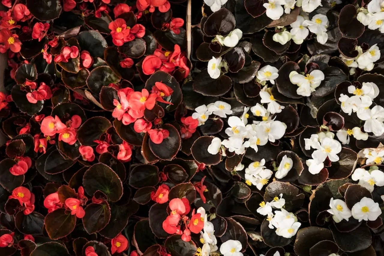 Begonias Indoor Plant 